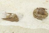 Three Cordania Wessmani Trilobites & A Paciphacops - Oklahoma #110728-7